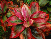 Jigsaw puzzle N12: Red plant
