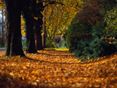 Free online Jigsaw puzzle N13: Autumn road
