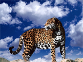 Jigsaw puzzle N40: Spotted climber
