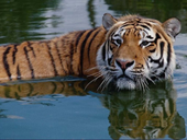 Free online Jigsaw puzzle N48: Striped swimmer
