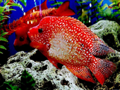 Jigsaw puzzle N50: Red fish
