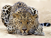 Jigsaw puzzle N55: Leo rest
