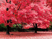 Jigsaw puzzle N73: Red autumn
