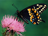 Free online Jigsaw puzzle N05: The Butterfly

