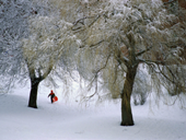 Free online Jigsaw puzzle N10: Winter forest

