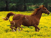 Free online Jigsaw puzzle N112: Horses
