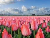 Free online Jigsaw puzzle N130: A million scarlet tulips
