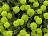 Free online Jigsaw puzzle N138: Green buds
