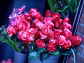 Free online Jigsaw puzzle N149: Bouquet of scarlet roses

