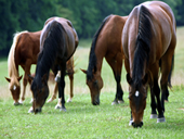Free online Jigsaw puzzle N24: Horse outing

