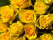 Free online Jigsaw puzzle N42: Yellow roses
