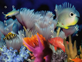 Free online Jigsaw puzzle N43: Marine aquarium
