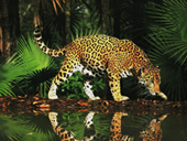 Free online Jigsaw puzzle N44: Godfather of the jungle
