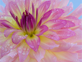 Free online Jigsaw puzzle N60: After the rain
