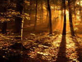 Jigsaw puzzle N69: Forest sunset
