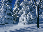 Free online Jigsaw puzzle N80: Winter
