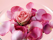 Free online Jigsaw puzzle N82: Petals of love
